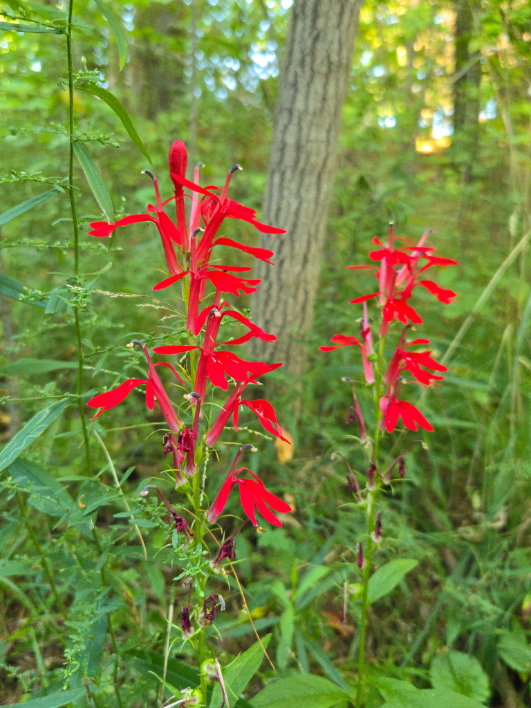 20250822 172509.webp