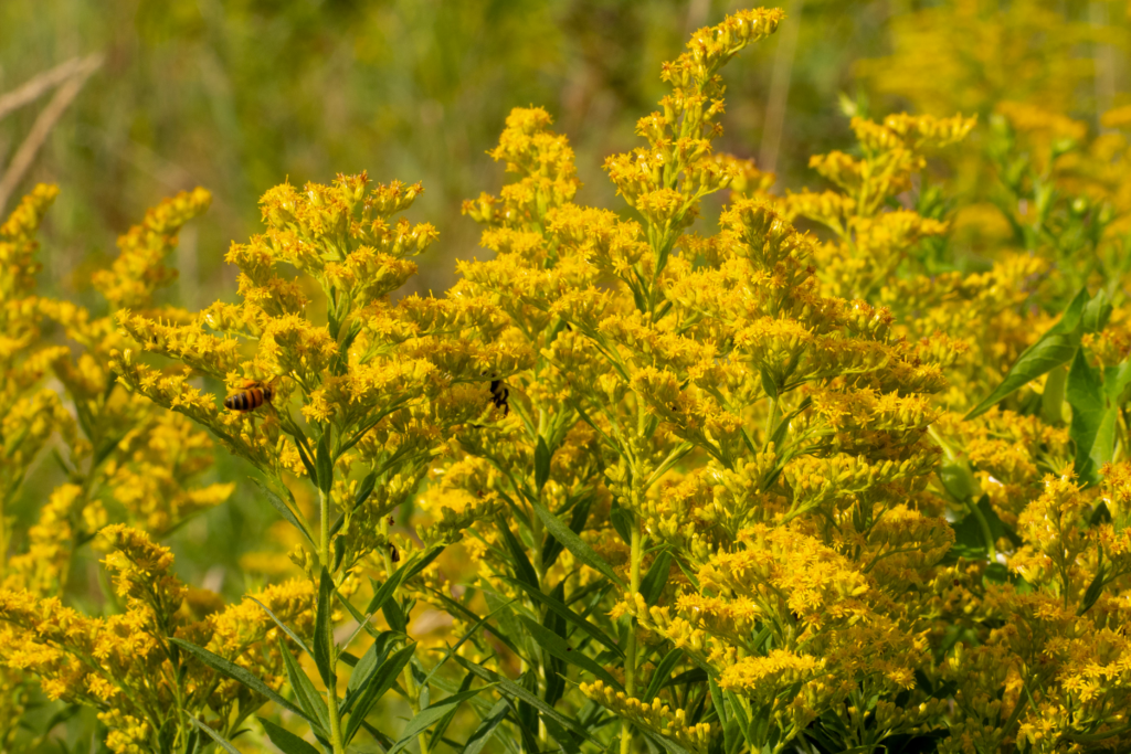 goldenrod bees elitierney.webp