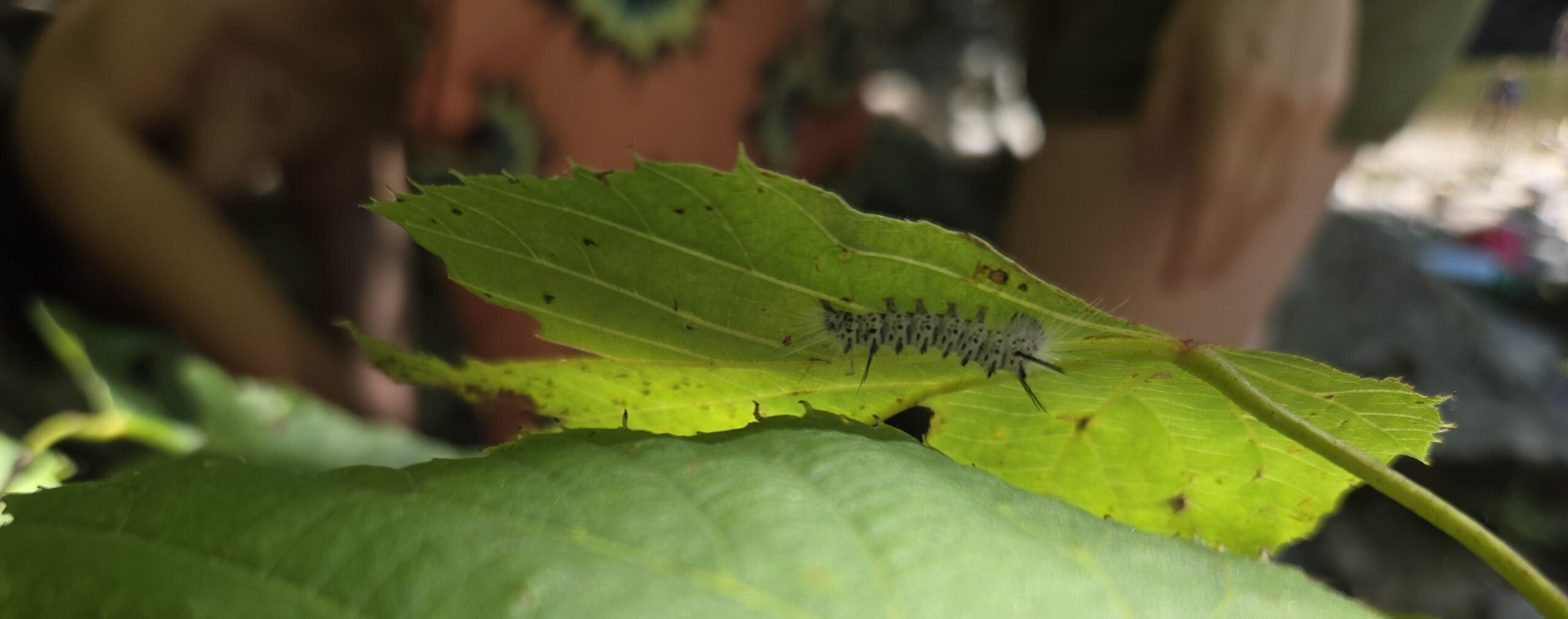Mission hickorytussockmothcaterpillarleaf