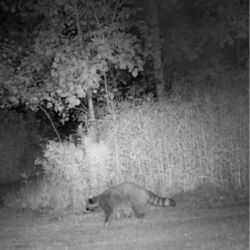 raccoon small orig.webp